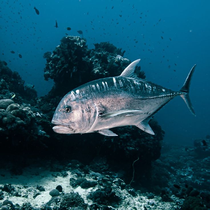 ikan giant trevally