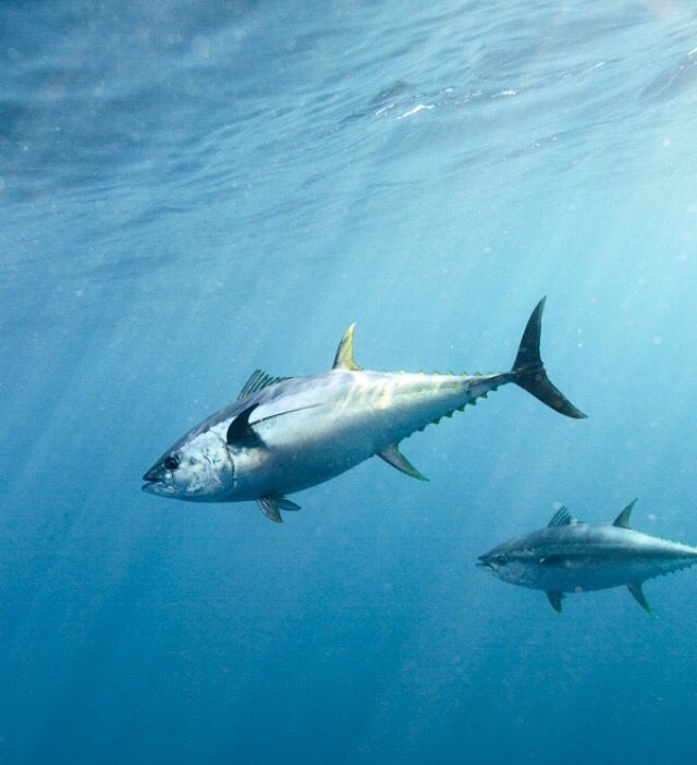 ikan tuna