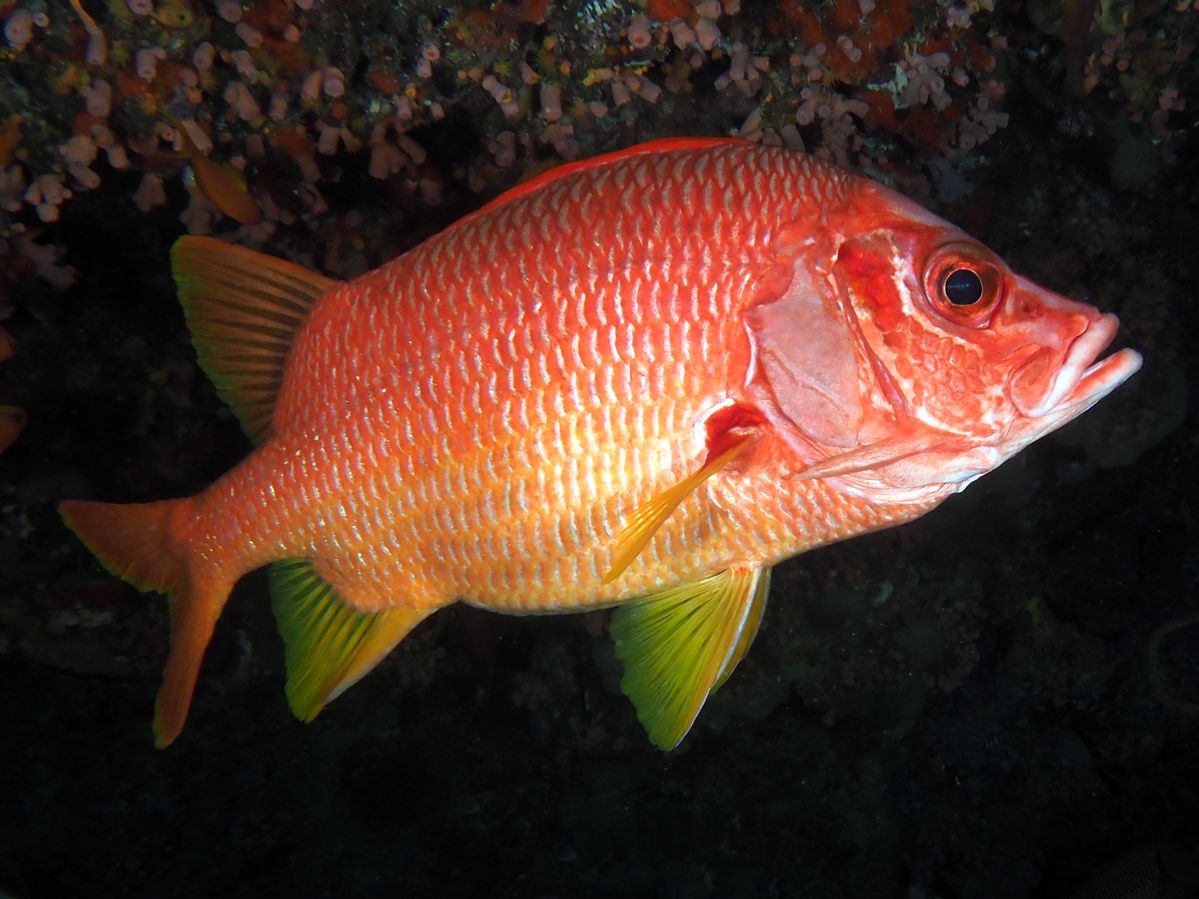ikan kakap merah