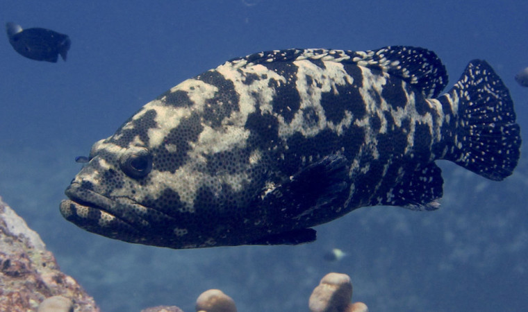 ikan kerapu